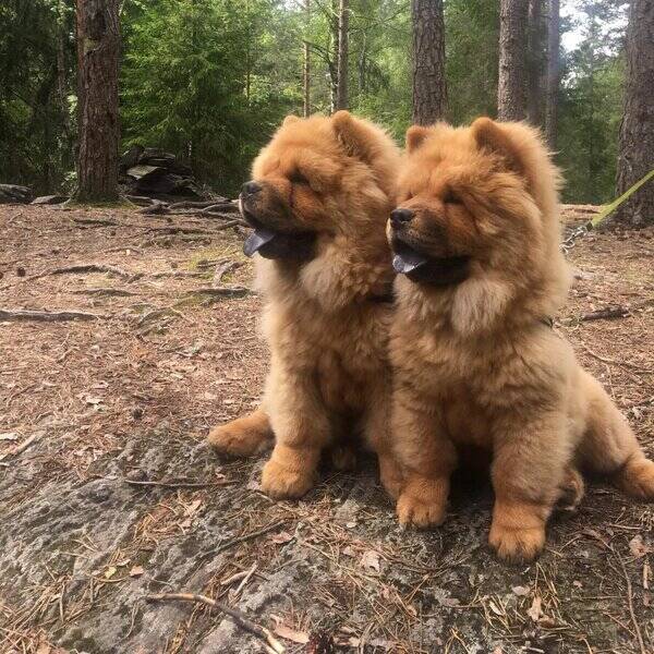 Hund - Chow Chow tvillinger 