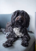 Schapendoe/Portugisisk vattenhund