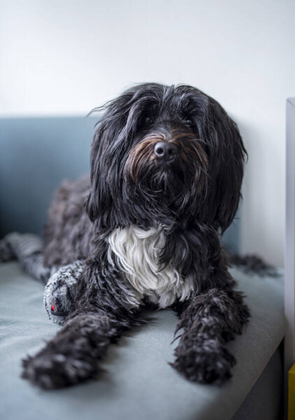 Hund - Schapendoe/Portugisisk vattenhund