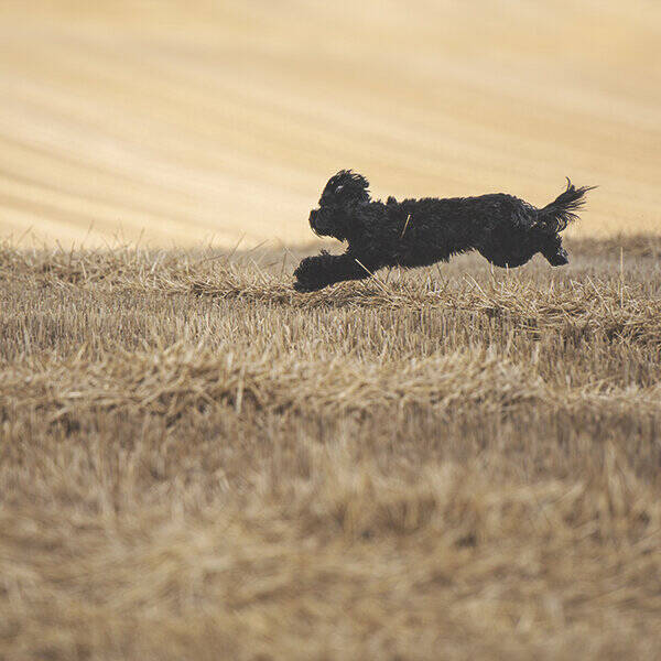 Hund - Schapendoe/Portugisisk vattenhund