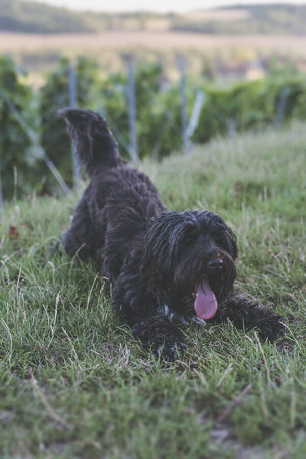 Hund - Schapendoe/Portugisisk vattenhund