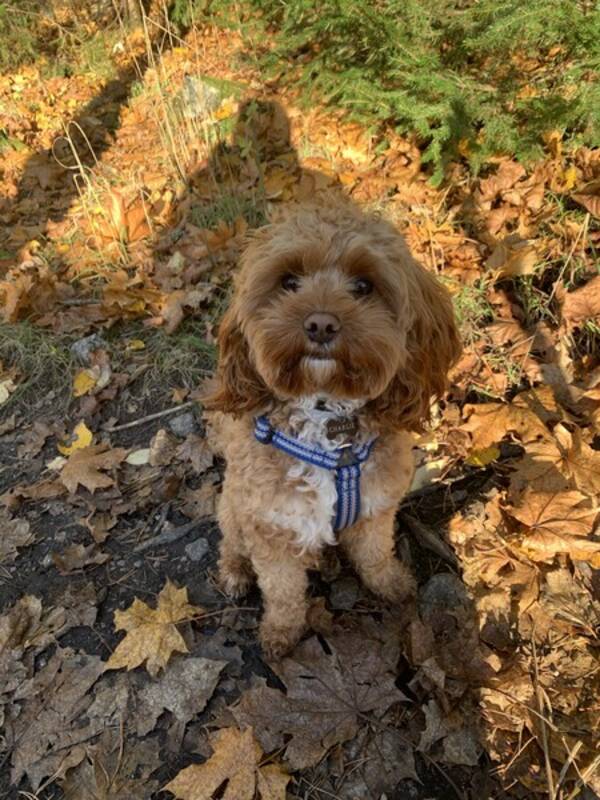 Hund - Cavapoo Charlie