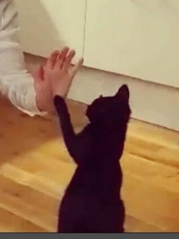Katt - Norsk skogskader/britisk korthret Nala.