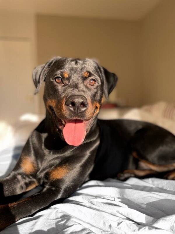 Hund - Rottweiler tik