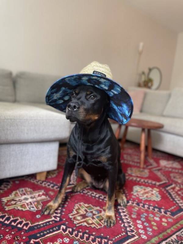 Hund - Rottweiler tik