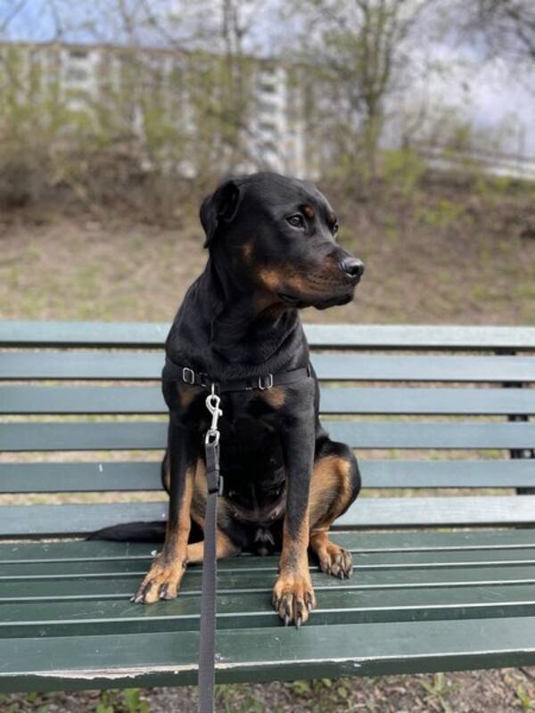 Hund - Rottweiler tik