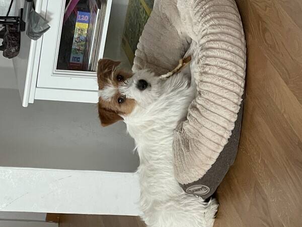 Hund - Jack Russel, Malte