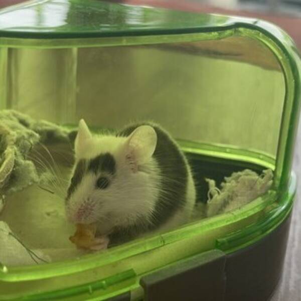 Annet - Little Dude, the mouse. 