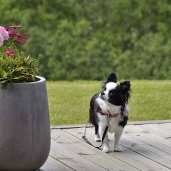 Hund - Chihuahua Saga 