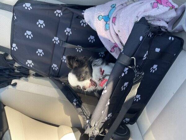 Hund - Chihuahua Saga 