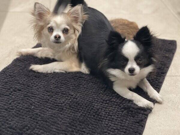 Hund - Chihuahua Pietra 