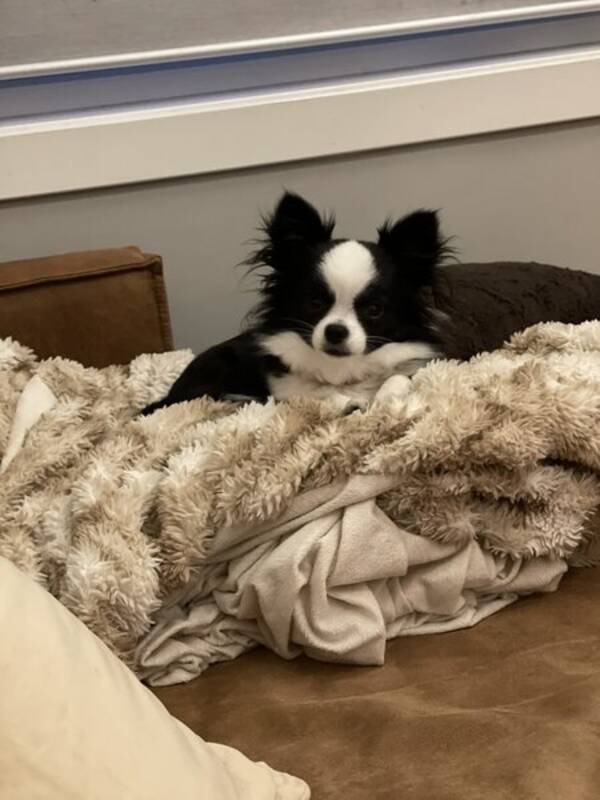 Hund - Chihuahua Saga 