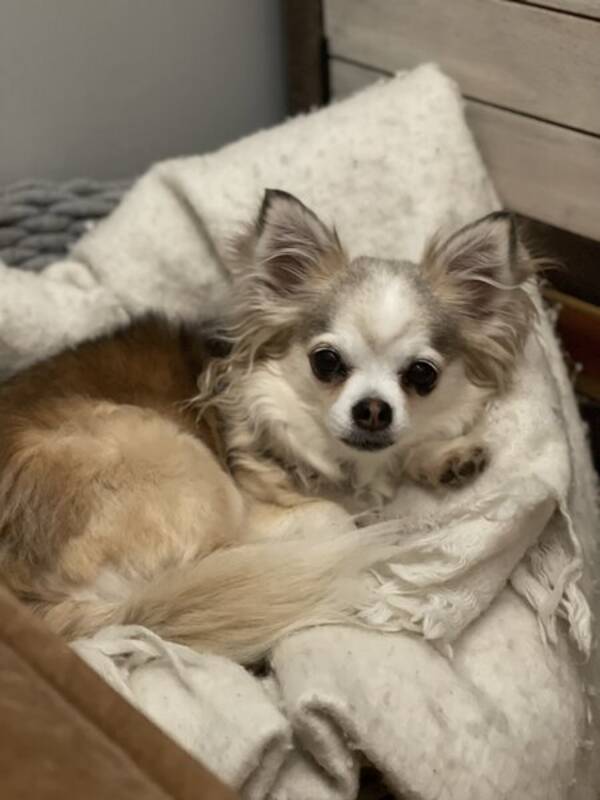 Hund - Chihuahua Pietra 