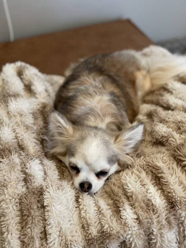 Hund - Chihuahua Pietra 