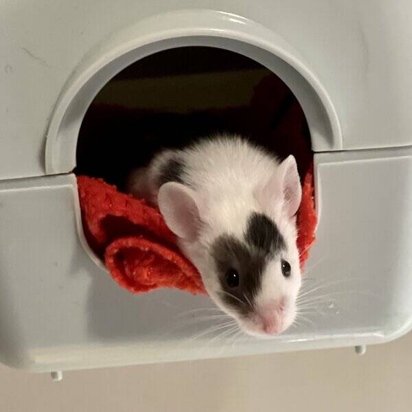 Annet - Little Dude, the mouse. 