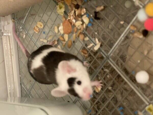 Annet - Little Dude, the mouse. 