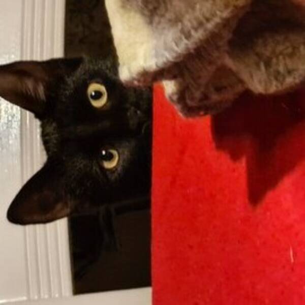 Katt - Nova och Tuva 