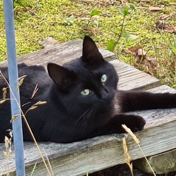 Katt - Nova och Tuva 