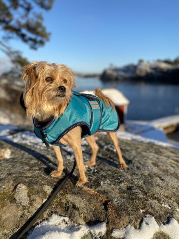 Hund - Lilla blandisen Tesla