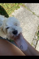 Hund Hund