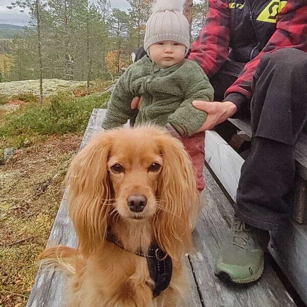 Hund - Cocker poo Ellen 