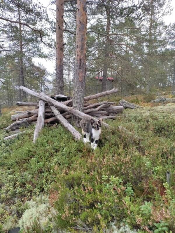 Katt - Ettan