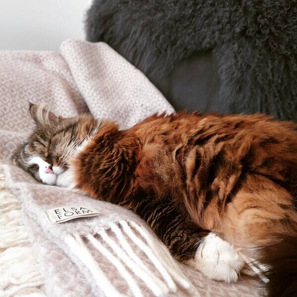 Katt - Lisa