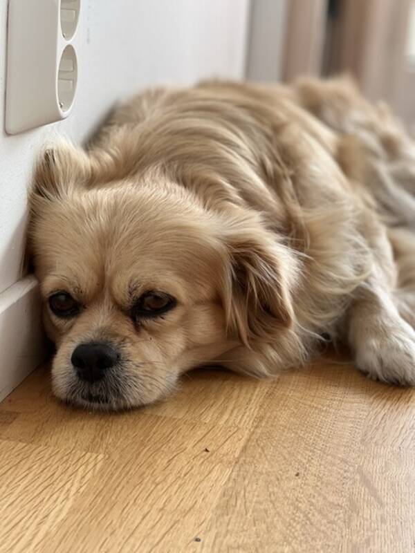 Hund -  Ben Tibetansk spaniel 