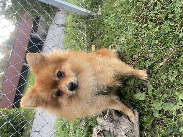 Hund - Pomeranian 