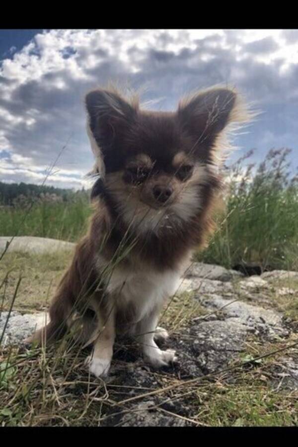 Hund - Chihuahuan Strumpan