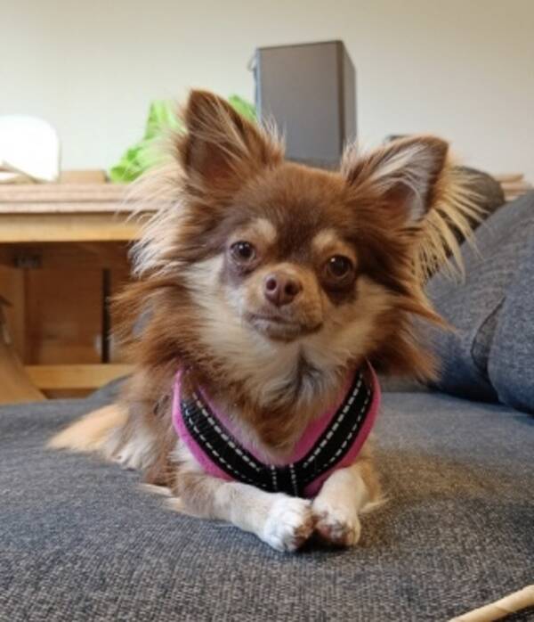 Hund - Chihuahuan Strumpan