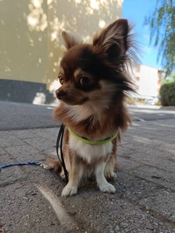 Hund - Chihuahuan Strumpan