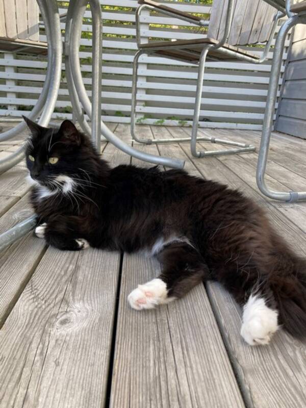 Katt - Katten Ziggy