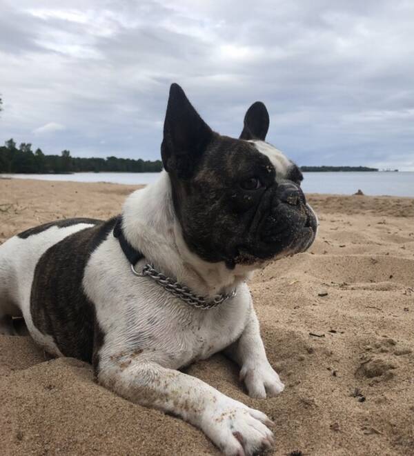 Hund - Franska bulldog Zoie