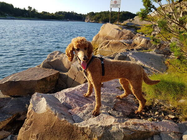 Hund - Kongepuddel