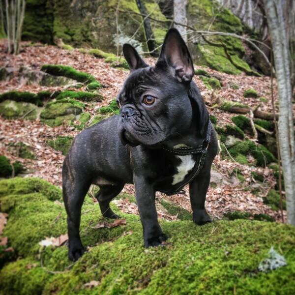 Hund - Franska Bulldoggen Alpha
