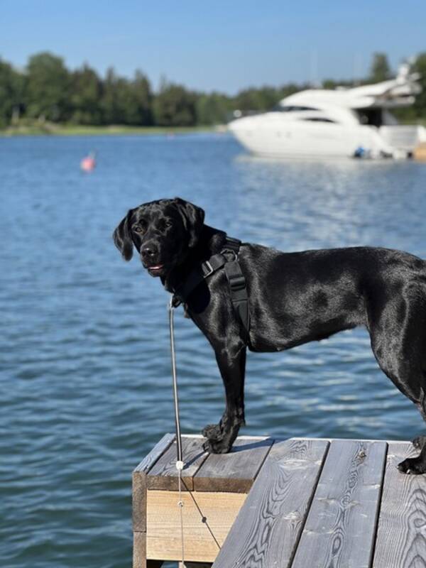 Hund - Jaktlabradoren Nova