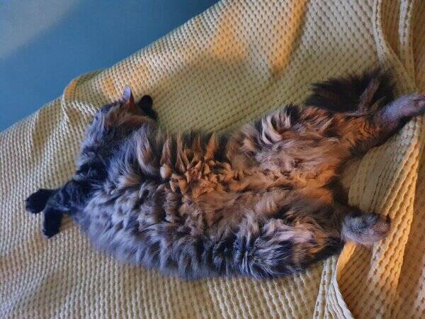 Katt