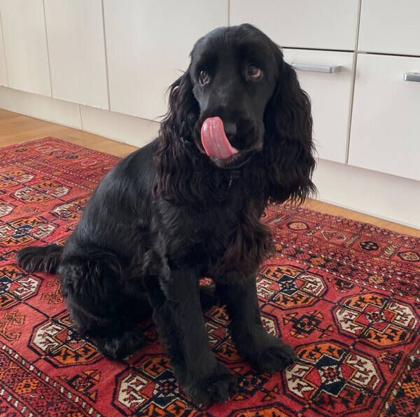 Hund - Charlie