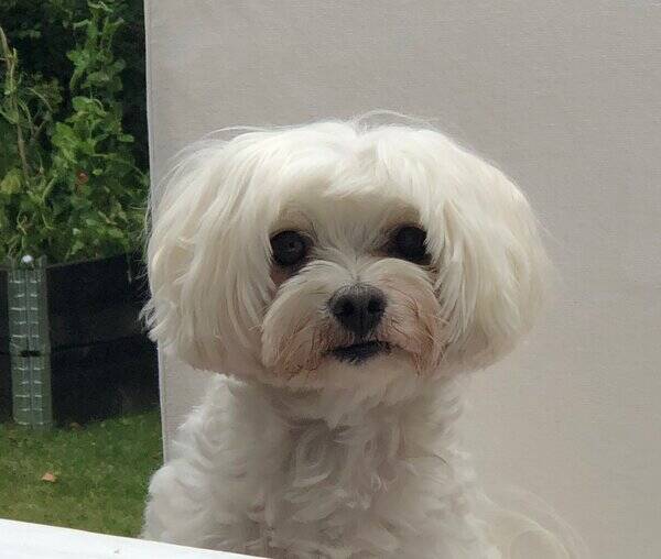 Hund - Malteser Hund - Malteser