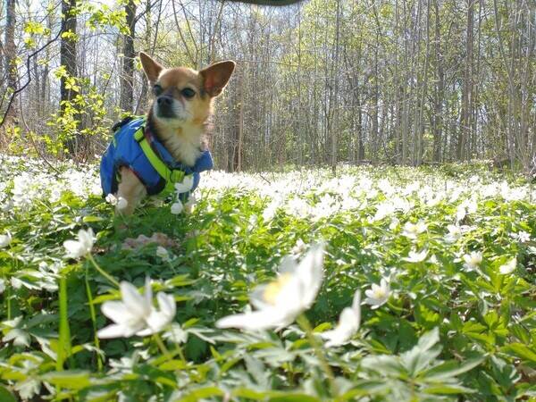 Hund - Diablo