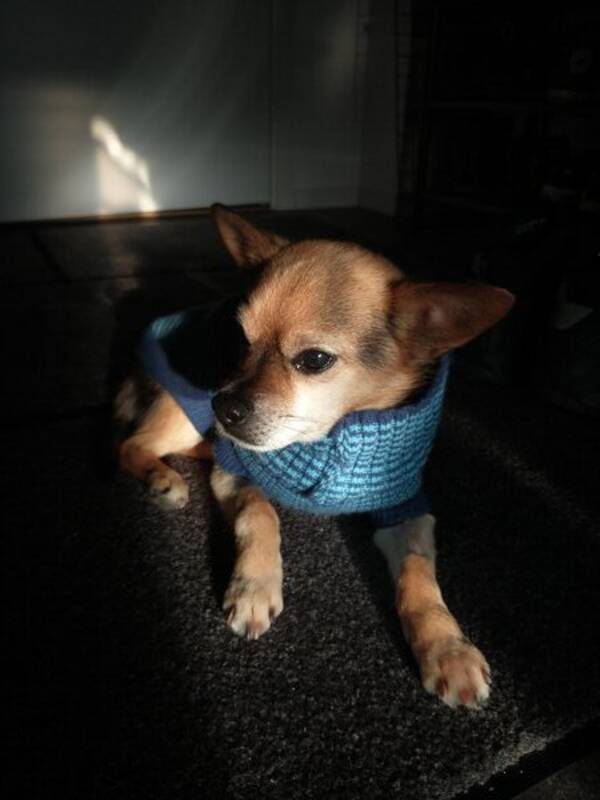 Hund - Diablo
