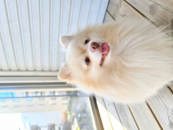 Hund - Pomeranian spitz Hund - Pomeranian spitz