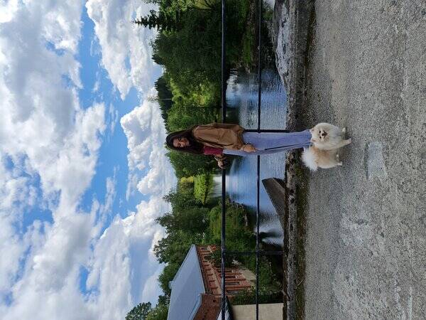 Hund - Pomeranian spitz Hund - Pomeranian spitz