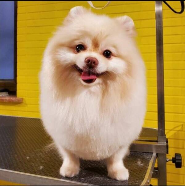 Hund - Pomeranian spitz Hund - Pomeranian spitz