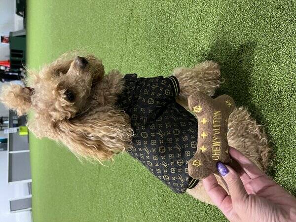 Hund