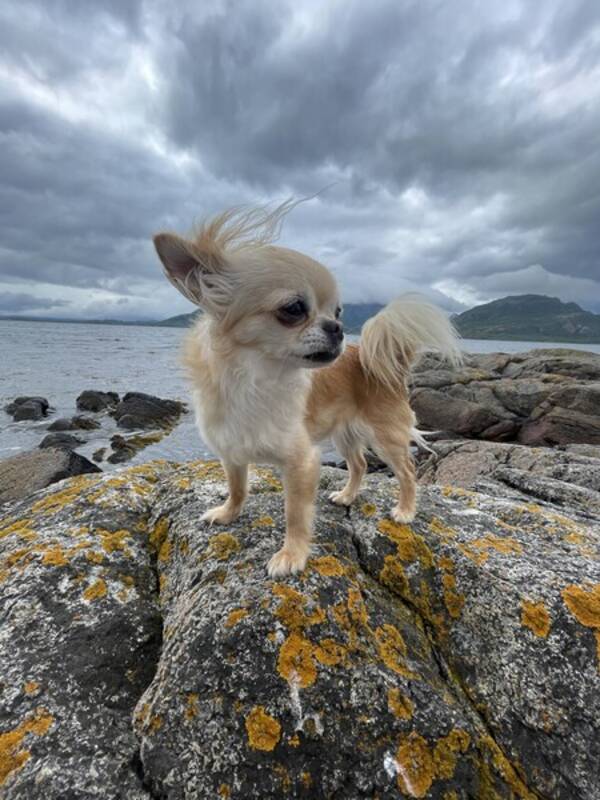 Hund - Chihuahua, Tutta Hund - Chihuahua, Tutta