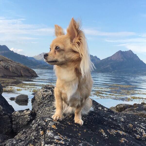 Hund - Chihuahua, Daisy Hund - Chihuahua, Daisy