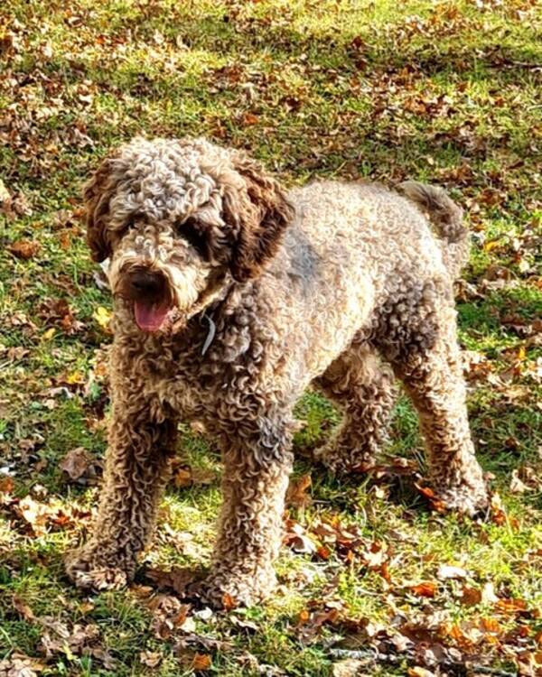 Hund