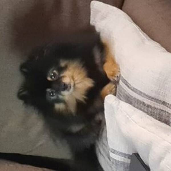 Hund - Kleinspitz  Kira